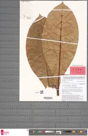 Image result for Congolanthus longidens