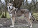The Saarloos Wolfdog – Welcoming A Wild Dog Into Your Home