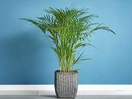 Areca Palm Care Growing Watering Propagation Diseases Plant Index