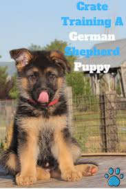 How To Crate Train A German Shepherd Actionable Steps German Shepherd Puppies Training Crate Training Puppy Puppy Crate