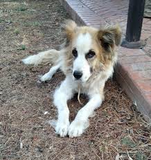 The first season consisted of 13 episodes. This Dog Looks Like Beetlejuice Mildlyinteresting