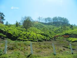 Coffee plantation in south india. The New Culture Of Coffee In India I Need Coffee