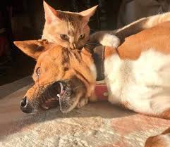 17 Cats Being Mean For No Good Reason Cutesypooh Vampire Cat Funny Animal Photos Cute Animals