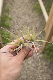 Image result for Aeranthes africana