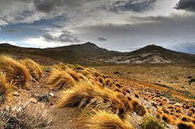 Tap the link in our bio, go to the inquire tab, and we'll be in touch! Preserving Patagonian Grasslands And Gauchos