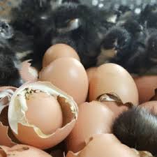 Brahma Chicken Eggs for Sale 2025-2026 | exotic poultry farm | order exotic poultry