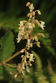 Image result for Coleus sessilifolius