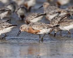Shorebirds A Video An Overview And An Id Chart Dewees