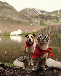 Henry Baloo On Instagram Our Little Boy Scout Animals Beautiful Animals Friends Funny Animals