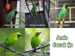Dari segi fisik dan ukuran, cucak jenggot hampir mirip dengan jenis burung trucukan. Download 76 Gambar Burung Wambi Mini Terbaik Gratis