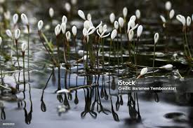 Image result for Vallisneria spiralis