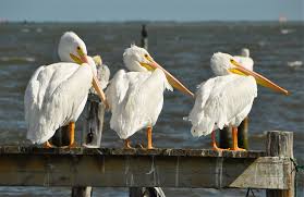 Identify birds in north america for bird watching or as a bird guide. White Pelicans Sebastian Florida Satellite Beach Florida Florida Beaches Florida Beach House