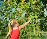 2023 Apple Picking Near Chicago: Map, Prices, and Features