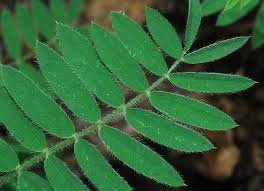 Image result for Tephrosia rhodesica