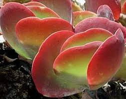 Kalanchoe Luciae Paddle Plant Succulent K Thyrsiflora Hort Paddle Plant Plants Succulents