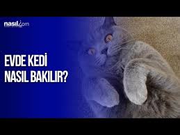 Evde Kedi Nasil Bakilir Nasil Com Youtube