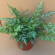 Image result for Pteris burtonii