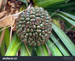 Image result for Pandanus utilis