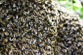 Pry open the box with your hive tool and dislodge the bees by vigorously shaking the package. The True Hive Mind How Honeybee Colonies Think Wired