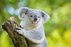 Image result for koalas