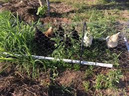 Some people use them to protect from frost, but it might keep chickens away also. How To Keep Chickens Out Of My Yard 9 Ways To Stop A Ruined Garden Outdoor Happens Homestead