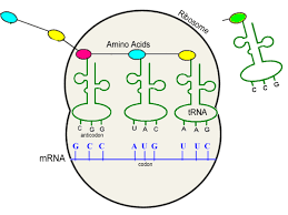 Trna transfers amino acids during translation or transcription? Transcription Translation