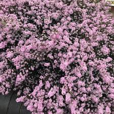 Maybe you would like to learn more about one of these? Coleonema Pulchrum Sunset Gold Syn Diosma Ericoides Sunset Gold Diosma Sunset Gold Uploaded By Laineyg