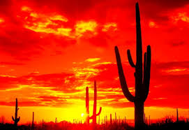 ♥ can cancel order within 30 minutes ♥ fits all screen resolutions •. Cactus Wallpapers Hd Download Free Backgrounds