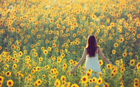 Hours may change under current circumstances 12 Best Sunflower Fields In Florida For Photos Picking Beeloved City