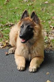 We are a loving, responsible family owning and breeding old english sheepdogs for over. Dog Breed Belgian Tervuren Viloliv Com