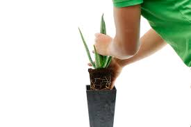 Mit unserer anleitung düngen und gießen sie aloen optimal. Aloe Vera Pflege 123zimmerpflanzen