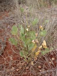 Image result for Neorautanenia mitis