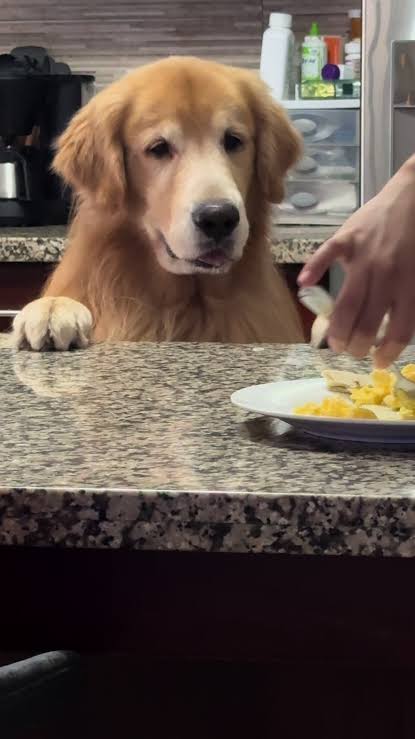 Un pancito para este pobre lobo hambriento | TikTok