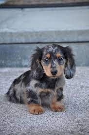 Maybe you would like to learn more about one of these? Longhaired Dapple Dachshund Puppy Dachshund Breed Dachshund Puppies Puppies