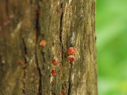 Image result for Marasmius siccus