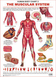 Human Body Charts The Muscular System