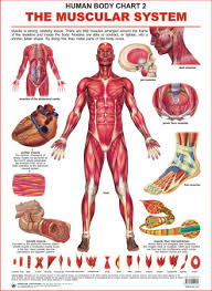 human body charts the muscular system