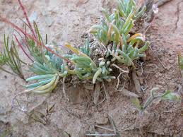 Image result for Hypertelis