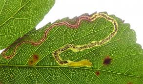 Image result for Stigmella pretiosa