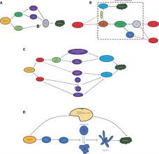 Despite this, pancreatic cancer is among the deadliest types of cancer, which is why it's extremely important to know and recogni. An Updated Review Androgens And Cognitive Impairment In Older Men Endocrinology Frontiers