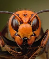 Charlotte hornets, charlotte, north carolina. What Are Murder Hornets Asian Giant Hornet In The Us