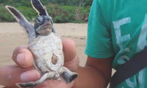 Indonesian Baby Sea Turtles Make A Break For Freedom Newspaper Dawn Com