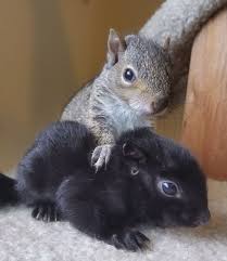 Image result for squirrel pictures