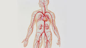 Arteries are components of the cardiovascular system. Artery Structure Function And Disease