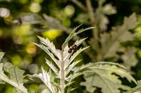 Image result for Berkheya bipinnatifida