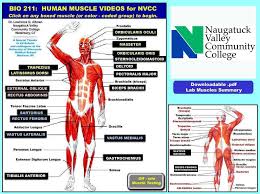 Intro To Muscle Movie Project Interactive Muscle Chart