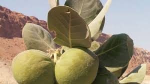 Image result for Calotropis gigantea