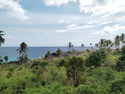 Assembly of the union of the comoros: Comoros Forests Wikipedia