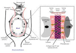 Males and females were equally affected. Glomerular Basement Membrane An Overview Sciencedirect Topics