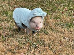 Pig Care & Training | Care For A Teacup Pig — Squeals On Wheels